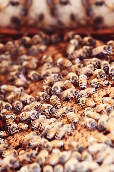 Abeilles domestiques sur un peigne — Photo