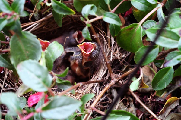 Passero bambino in un nido — Foto Stock