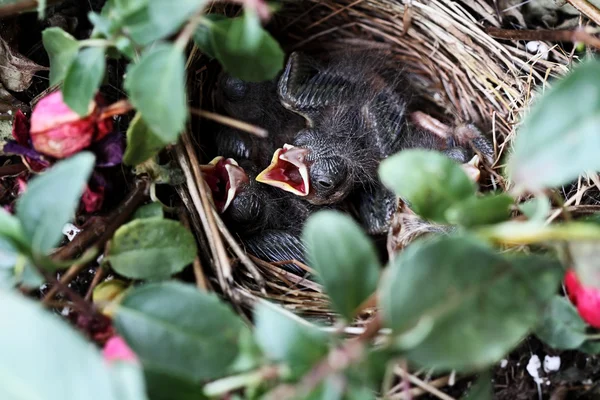 아기 참새 둥지에 — 스톡 사진