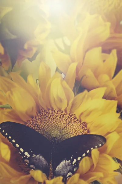 Girasoles y Mariposas en Retro —  Fotos de Stock