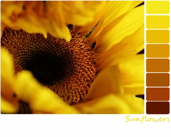 Solros palett — Stockfoto