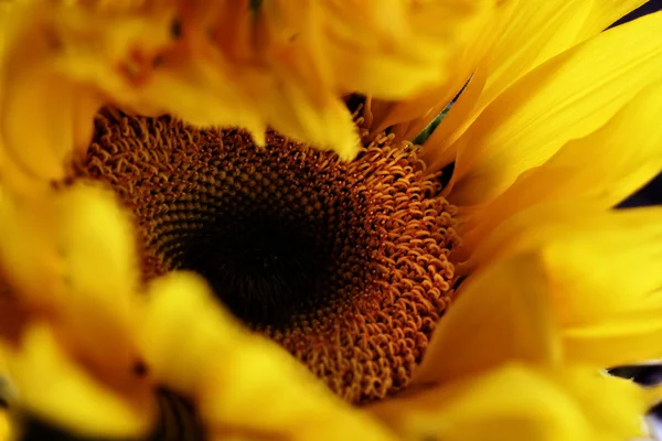 Geburt einer Sonnenblume — Stockfoto