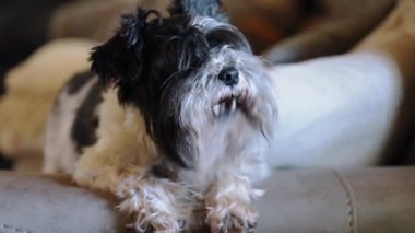 Winnie, parti rengi Mini Schnauzer, koltuğa ya da koltuğa yaslanmış. Bakıma ihtiyacı olan küçük bir köpek.