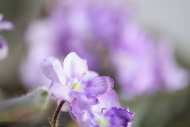 Afrika menekşesinin soyut hali. Dalgalı kenarlı yapraklı iki tonlu mor ve beyaz renk. Bulanık arkaplan ve arkaplan ile aşırı seçici odak. 