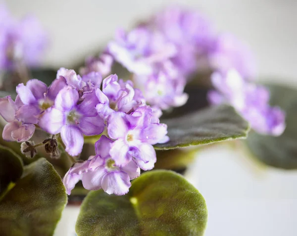 Abstract African Violet Two Toned Soft Purple White Colors Ruffled — Stock Photo, Image