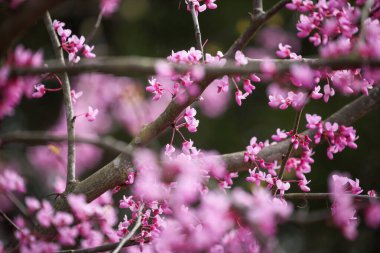 Doğu Redbud Ağacı 'nın soyut bir örneği olan Cercis Canadensis, Kuzey Amerika' nın doğusunda yer alıyor. Burada, Kentucky 'nin güneyinde çiçek açtığı görülüyor. Sığ alan derinliği.