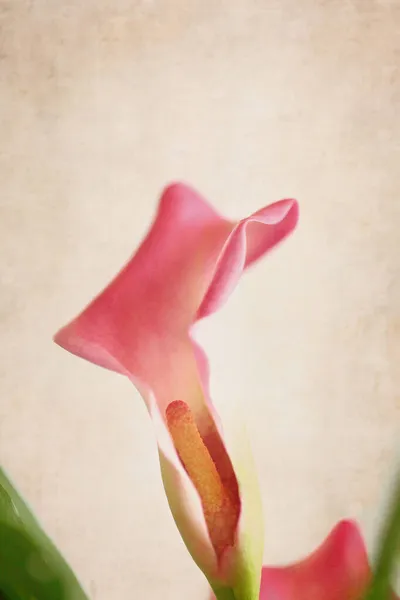 Details Van Een Roze Calla Lily Bloem Ondiepe Scherptediepte Met — Stockfoto