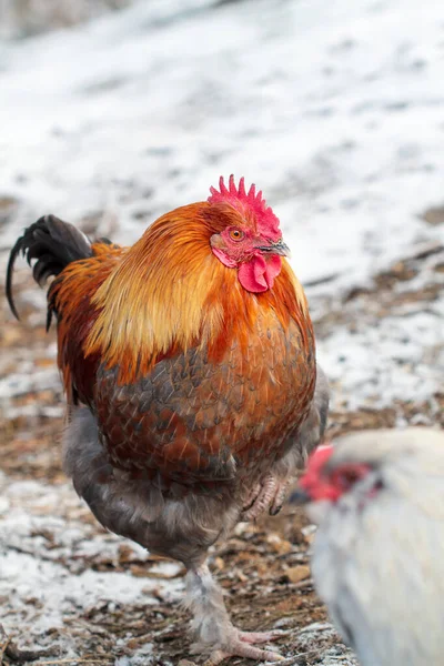 晴朗的法国黑铜马兰公鸡鸡在外面一个大雪的冬日 背景模糊的选择性重点 — 图库照片