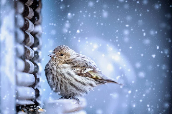 American Goldfinch Spinus Tristis Σκαρφαλωμένο Ειρηνικά Έναν Τροφοδότη Κατά Διάρκεια — Φωτογραφία Αρχείου