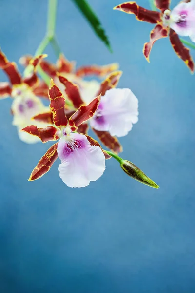 Miltonia Kismet Orkide Çiçekleri Mavi Arka Planda Önplanı Arkaplanı Bulanık — Stok fotoğraf