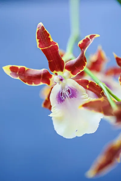 Krásná Miltonia Kismet Kind Kai Orchid Modrém Pozadí Extrémní Selektivní — Stock fotografie