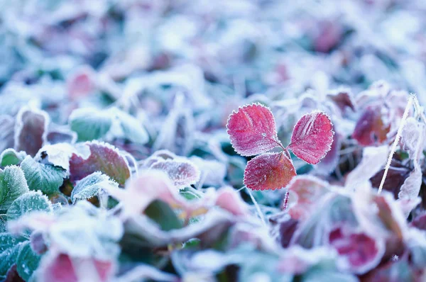 Field Beautiful Frosted Strawberry Plants Selective Focus Extreme Blurred Foreground — Stock Photo, Image