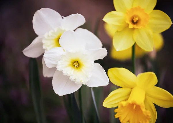 Gyönyörű Nárciszok Nárciszosz Amaryllis Család Szívós Tavaszi Virághagymája Szelektív Összpontosítás — Stock Fotó