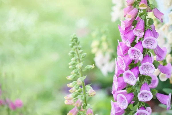Taze Pembe Kayısı Renginde Foxglove Digitalis Çiçek Sapı Açık Havada — Stok fotoğraf