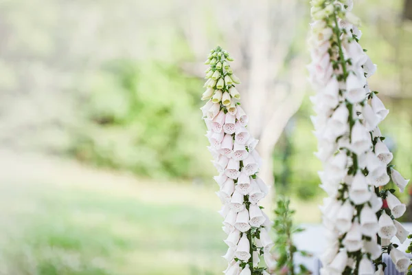 Closeup Fresh Soft Pink Color Foxglove Digitalis Flower Stalk Blooming — Stock Photo, Image