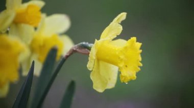Sarı trompet nergis, Narcissi, hala bahar yağmurundan ıslanmış, rüzgarda sallanıyor. Önplanı ve arkaplanı bulanık seçili odak. 