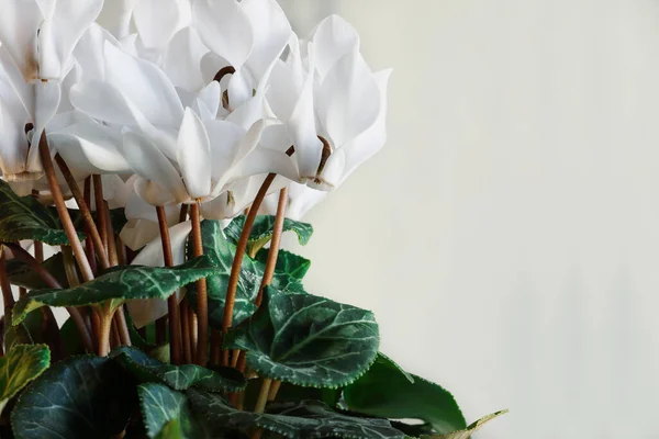 Weiße Cyclamen Perserviolett Zimmerpflanze Mit Freiraum Für Text Selektiver Fokus — Stockfoto