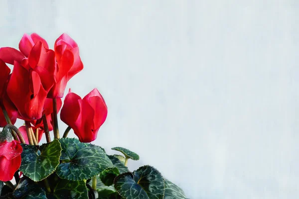 点缀过的红色通心粉 波斯紫罗兰色 家庭植物 有自由的文字空间 背景和前景模糊的选择性重点 — 图库照片