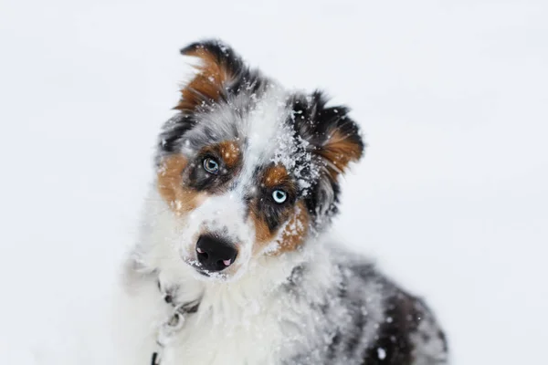 Beautiful Juvenile Male Blue Merle Australian Shepherd Puppy Sitting Snow — Stock Photo, Image