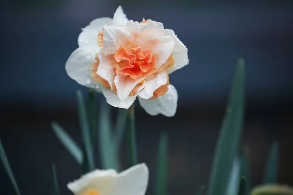 白と桃の色ピンクDaffodil庭に咲く春の雨から濡れた完全な花 前景と背景がぼやけた選択的焦点 — ストック写真