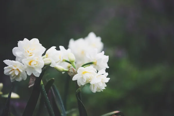 Blanco Amarillo Con Volantes Dobles Narcisos Repletas Flores Mojadas Por — Foto de Stock