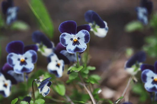 Bahçedeki Koyu Mavi Gri Pansy Çiçekleri Viola Nın Renkli Çeşitliliği — Stok fotoğraf