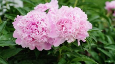 Bulanık arka planı rüzgarda sallanan güzel pembe şakayık çiçeklerinden oluşan bir küme..