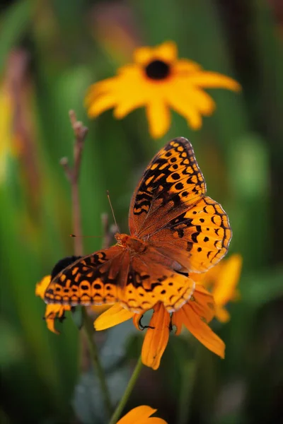 Farfalla Fritillare Afrodite Della Famiglia Nymphalidae Che Nutre Fiore Susan — Foto Stock