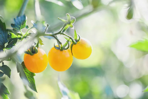 Tomates Cherry Amarillos Frescos Cultivados Aire Libre Que Crecen Vid —  Fotos de Stock