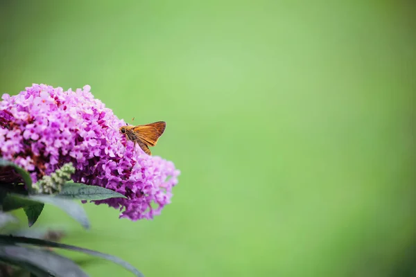 Europejski Skipper Butterfly Rodziny Hesperiidae Żywiący Się Krzakiem Motyla Pugster — Zdjęcie stockowe