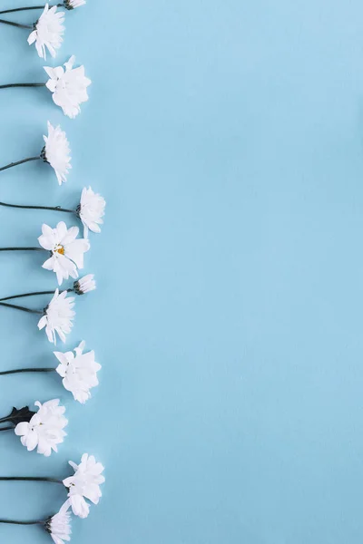 Вид Зверху Ряду Білих Ромашкових Ромашкових Квітів Пастельному Фоні Синього — стокове фото