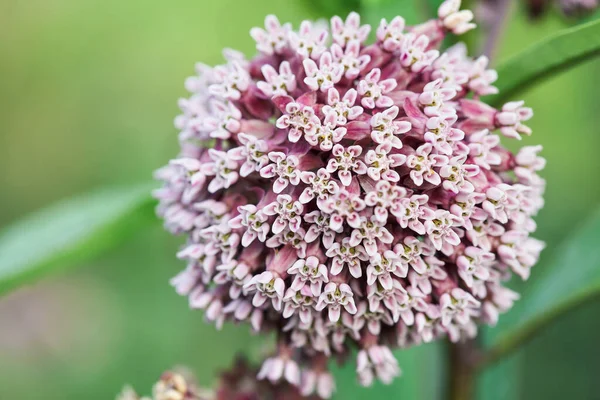 Yerel Bitkinin Soyut Özelliği Olan Peksi Yosun Kelebek Çiçeği Virginia Stok Resim