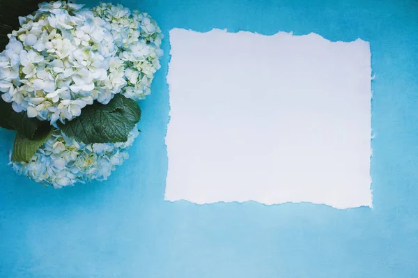 Flatlay Three Large Mophead White Blue Hydrangeas Lying Light Blue — Stock Photo, Image