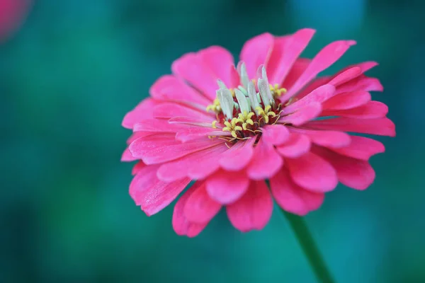 美しい抽象マクロの選択的焦点最高Zinniasサーモンコーラル色の花のマクロ背景がぼやけている — ストック写真