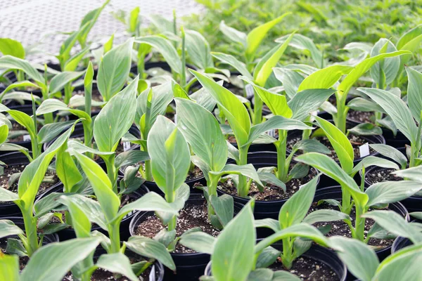 Résumé Plants Canna Lily Pot Poussant Pépinière Dans Des Pots — Photo