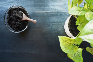 Saksıda saksı bitkisi, Arrowhead Plant, Sengonyum Podophyyum, koyu bir ahşap masa üzerinde harcanmış kahve telvelerinin soyut görüntüsü. Kasedeki ve tesisteki kahve fincanlarına odaklan. Döllenmenin organik sürdürülebilir yolu.