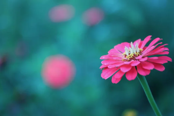 背景とコピースペースがぼやけた最高Zinniasサーモンコーラル色の花のマクロの美しい抽象マクロの選択的な焦点 — ストック写真
