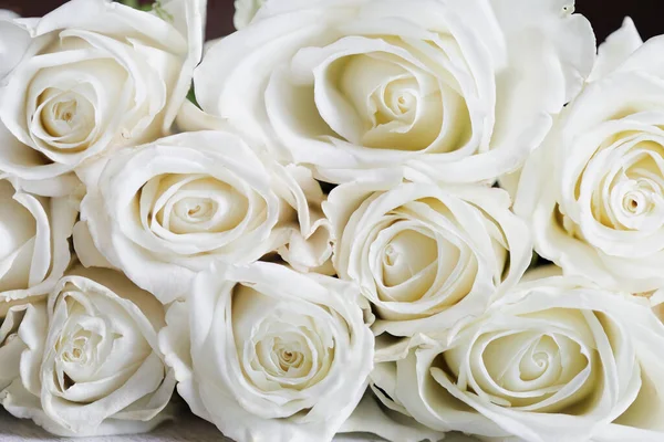 Beautiful Long Stem White Rose Flower Background — Stock Photo, Image