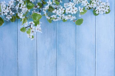 Güzel bir bahar ağacı, huzurlu mavi bir ahşap arka planda çiçek açar. Görüntü yukarıdan düz masa üstü görünümünde yatar. 