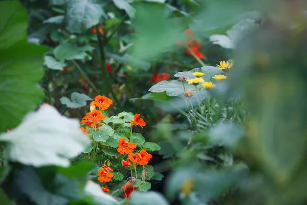 Nasturtiums, companion plants, growing as a trap crop for attracting aphids or squash bugs from vegetable plants. Extreme selective focus with blurred foreground and background.