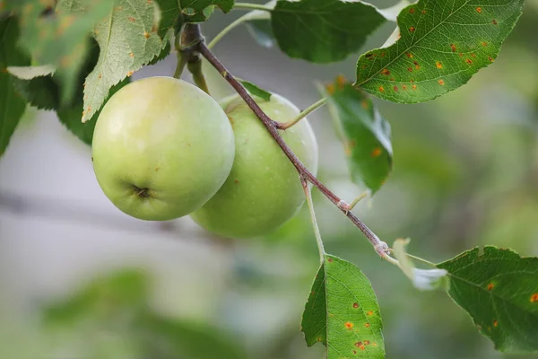 Green Apples Tree Orchard Leaves Infected Common Fungus Cedar Apple — стоковое фото