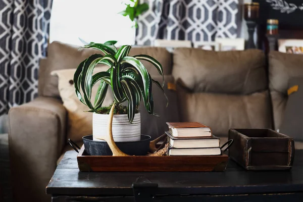 Bílý Klenot Květináči Dracaena Deremensis Pokojová Rostlina Sedící Starožitném Dřevěném — Stock fotografie