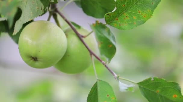 Zielone Jabłka Drzewie Sadzie Liście Zakażone Pospolitym Grzybem Cedrowo Jabłkowa — Wideo stockowe