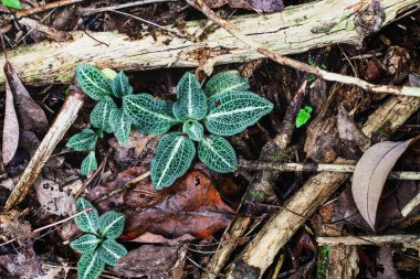 Kentucky 'nin güneyindeki orman zemininde Downy Rattlesnake Plantain Orkidesi, Peramium ergenleri..