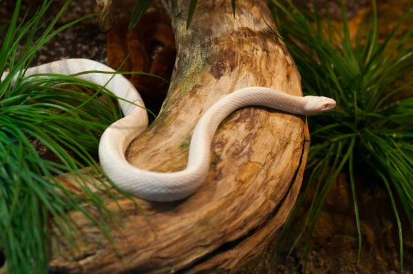 Beautiful albino snake crawling over the tree trunk — Stock Photo, Image