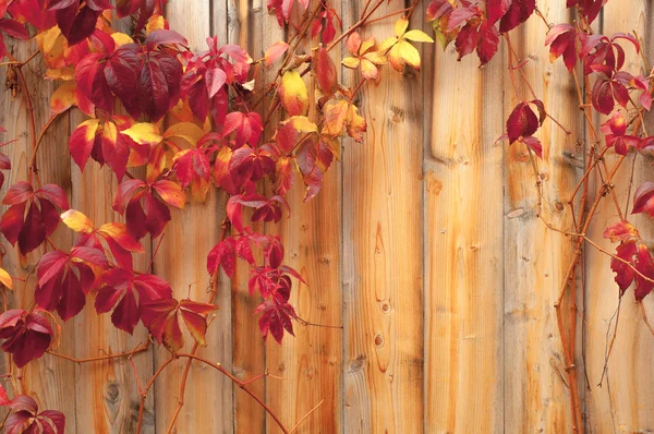 Wooden fence and climber with beautiful red leaves on autumn day — Stock Photo, Image