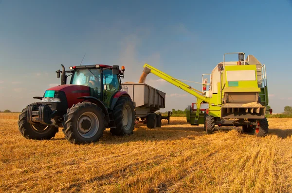 Сучасний комбайн розвантажує зерно в трактор на сонячний літній день . Стокове Зображення