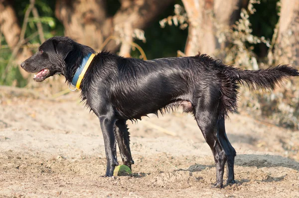 Young black labrador dog standing on the sun after swimming in the river after tennis ball