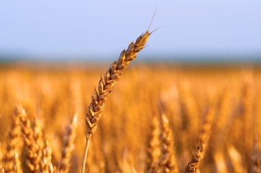 alan altında altın güneş ışığı güneşli yaz gününde olgun buğday