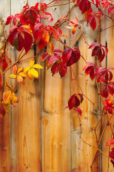 Beautiful climber with red leaves climbing over the wooden fence — Stock Photo, Image